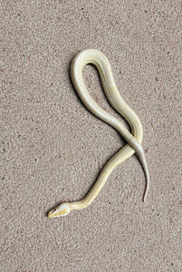 Python bivittatus 1.0 (1 foto / 4)