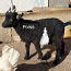 Камерунские карликовые козы (фото #1)