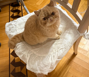 Персидский котенок (1 фото из 1)
