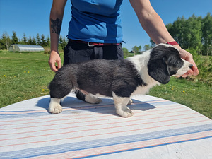 Welsh Corgi Cardigan (4 foto / 10)