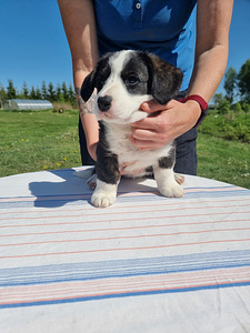 Welsh Corgi Cardigan (9 foto / 10)