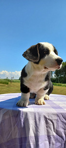Welsh Corgi Cardigan (8 foto / 10)
