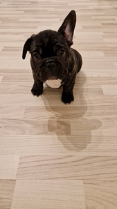 FRENCH Bulldog (1 foto / 2)