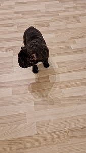 FRENCH Bulldog (2 foto / 2)