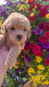 Maltipoo ja toy puudel f1 ja f2 täna Tallinnas (6 foto / 10)