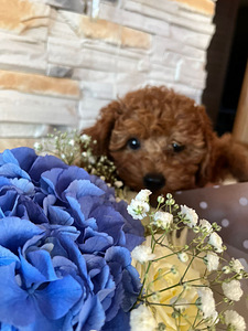 Maltipoo toy puudel (2 foto / 10)