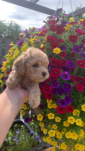 Maltipoo toy puudel (6 foto / 10)
