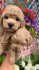 Maltipoo toy puudel (7 foto / 10)