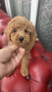 Maltipooo Toy pudel (9 foto / 10)
