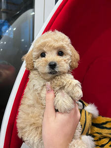 Мальт ру Maltipoo (1 фото из 7)