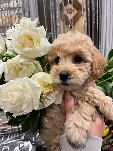 Мальт ру Maltipoo (4 фото из 7)