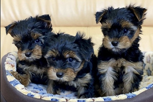 Yorkshire terrier (3 foto / 7)