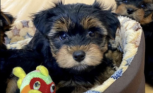 Yorkshire terrier (6 foto / 7)