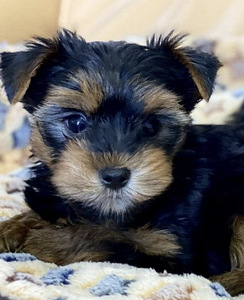 Yorkshire terrier (7 foto / 7)
