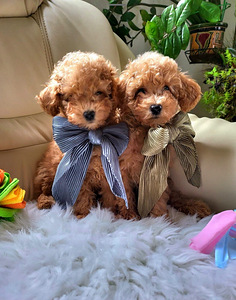 Maltipoo tüdrukud (1 foto / 10)