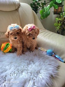 Maltipoo tüdrukud (2 foto / 10)