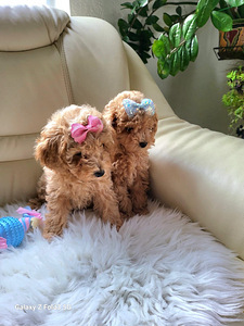Maltipoo tüdrukud (5 foto / 10)