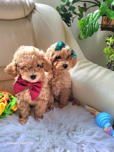 Maltipoo tüdrukud (8 foto / 10)