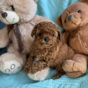 Maltipoo Maltipu (6 foto / 6)