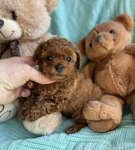 Maltipoo Maltipoo (2 foto / 6)