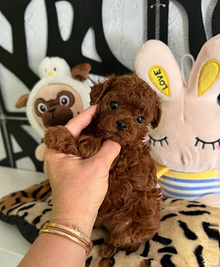 Maltipoo Maltipoo (6 foto / 7)
