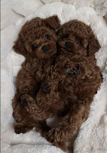Maltipoo Мальтипу (2 фото из 9)