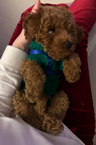 Maltipoo Мальтипу (1 фото из 9)