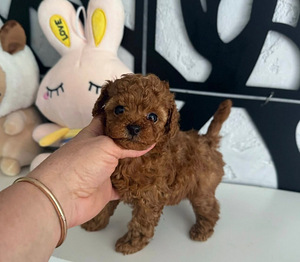 Maltipoo Maltipoo (6 foto / 8)
