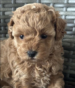 Maltipoo Maltipoo (9 foto / 9)