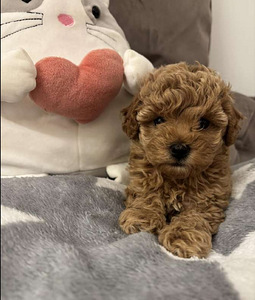 Maltipoo Мальтипу (1 фото из 9)
