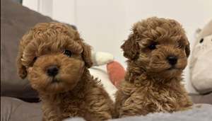Maltipoo Мальтипу (7 фото из 9)
