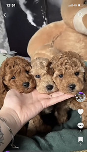 Maltipoo Мальтипу (1 фото из 7)