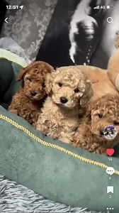 Maltipoo Мальтипу (4 фото из 7)