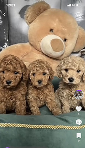 Maltipoo Maltipuu (4 foto / 7)