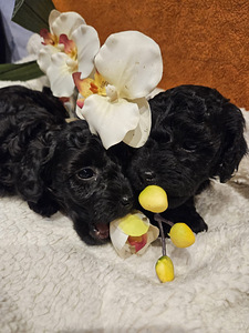 Maltipoo Мальтипу (5 фото из 9)