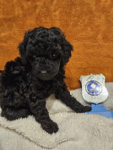 Maltipoo Мальтипу (8 фото из 9)