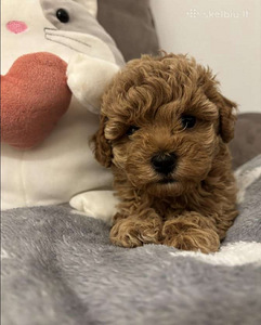 Maltipoo Maltipoo (4 foto / 10)