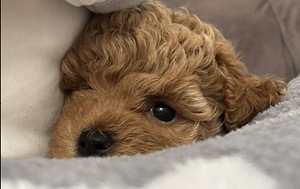 Maltipoo Maltipoo (5 foto / 10)