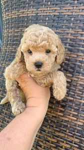 Maltipoo Мальтипу (1 фото из 9)