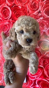 Maltipoo Мальтипу (4 фото из 9)