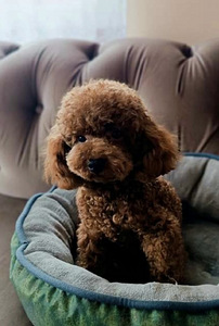Maltipoo Мальтипу (6 фото из 9)