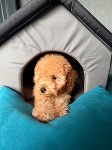 Maltipoo Мальтипу (1 фото из 8)