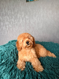Maltipoo Мальтипу (5 фото из 8)