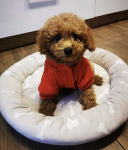 MALTIPOO МАЛЬТИПУ (3 фото из 9)