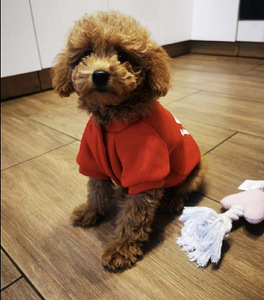 MALTIPOO МАЛЬТИПУ (4 фото из 9)