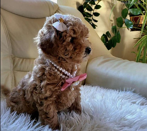 MALTIPOO МАЛЬТИПУ (6 фото из 9)