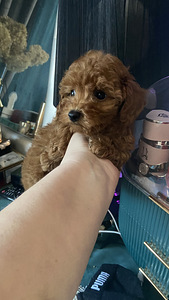 Võluvad ja imelised Maltipoo F2 kutsikad, poisid ja tüdrukud. Kutsikad on terved... (5 foto / 10)