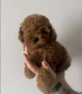 Maltiipuu Maltipoo (1 foto / 4)