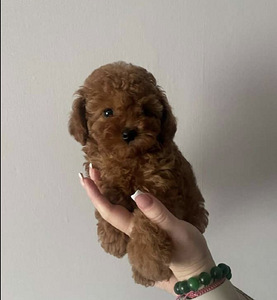 Maltiipuu Maltipoo (4 foto / 4)