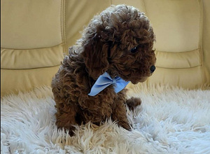 Maltipoo (7 foto / 10)